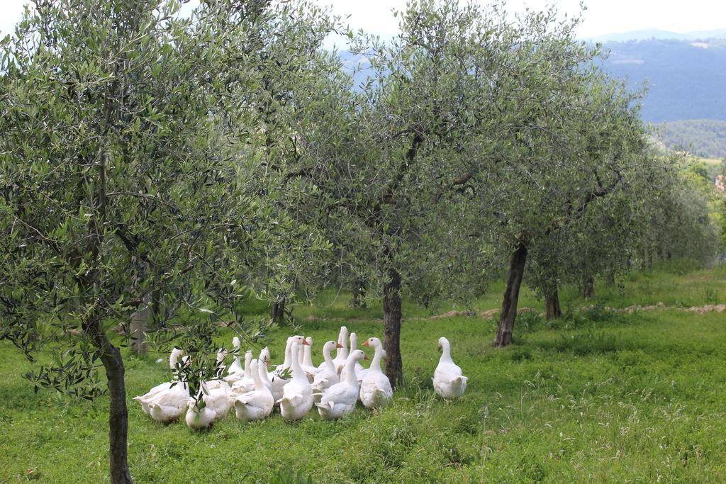 La Corte Dei Banchetti Gualdo Cattaneo